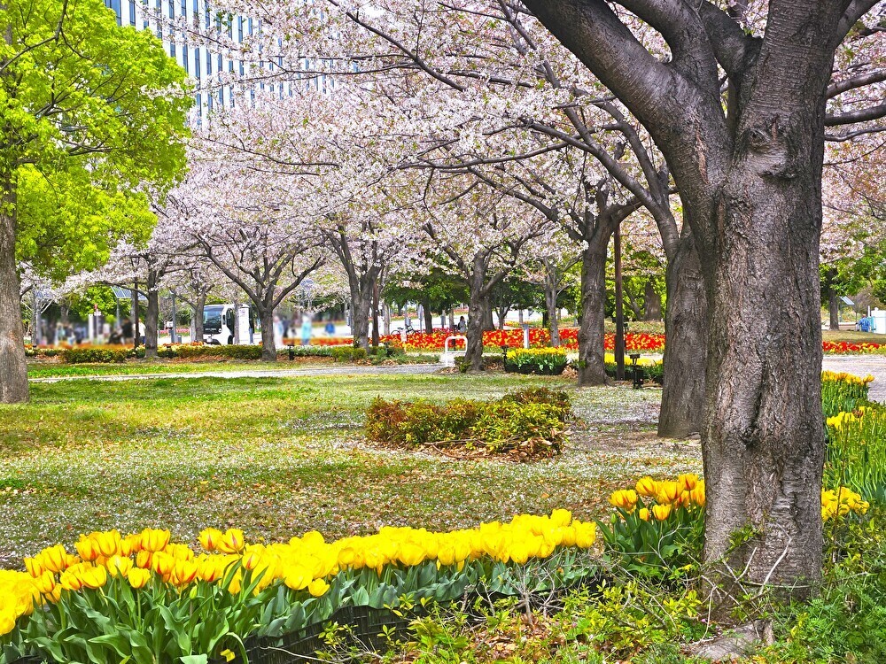 臨海副都心チューリップフェスティバル2026