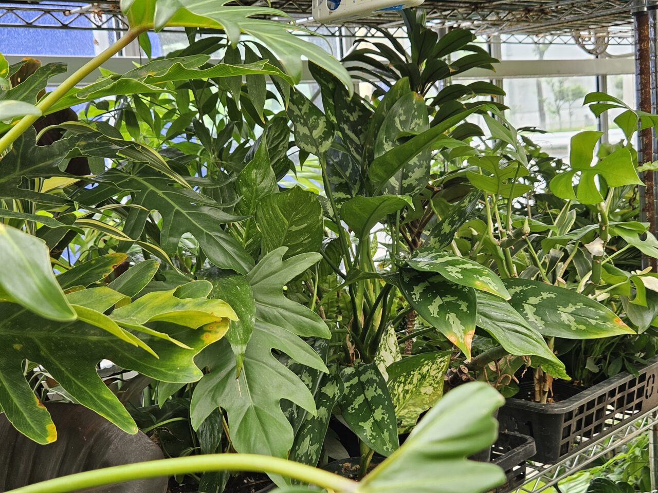 ユニバーサル園芸社東京中央支店が植木市を開催