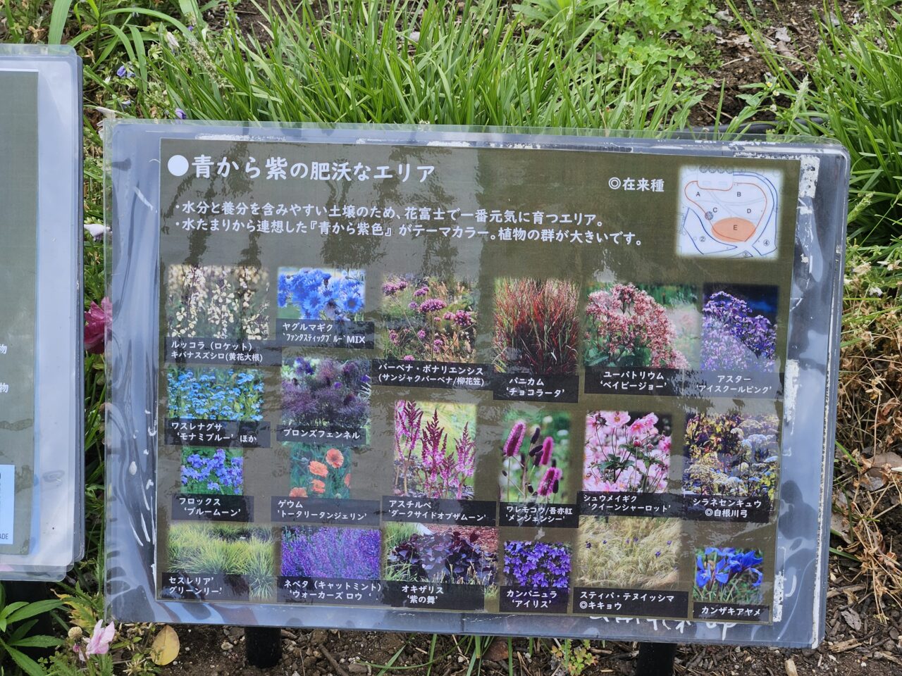 シンボルプロムナード公園周辺のアジサイ開花情報