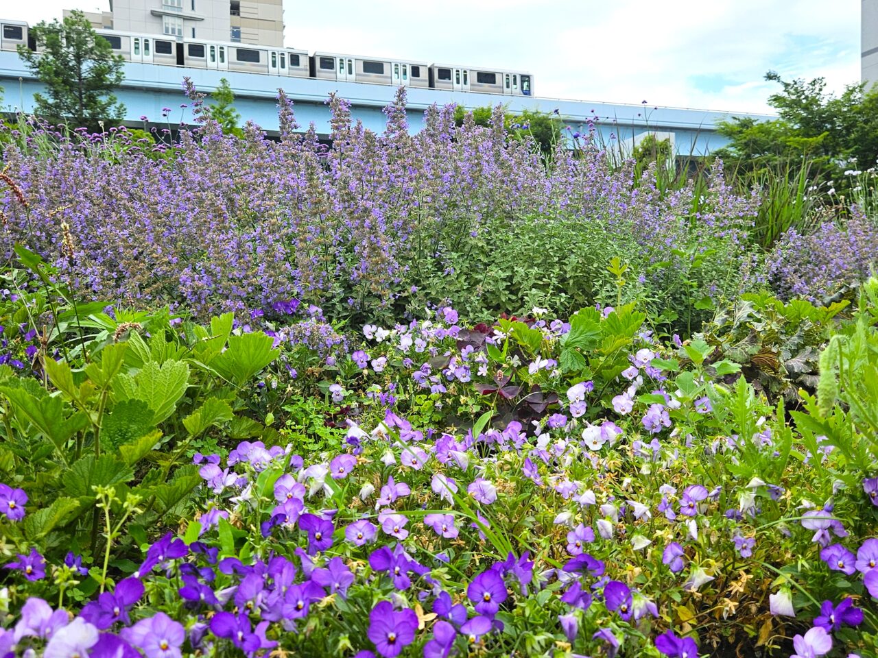 シンボルプロムナード公園周辺のアジサイ開花情報