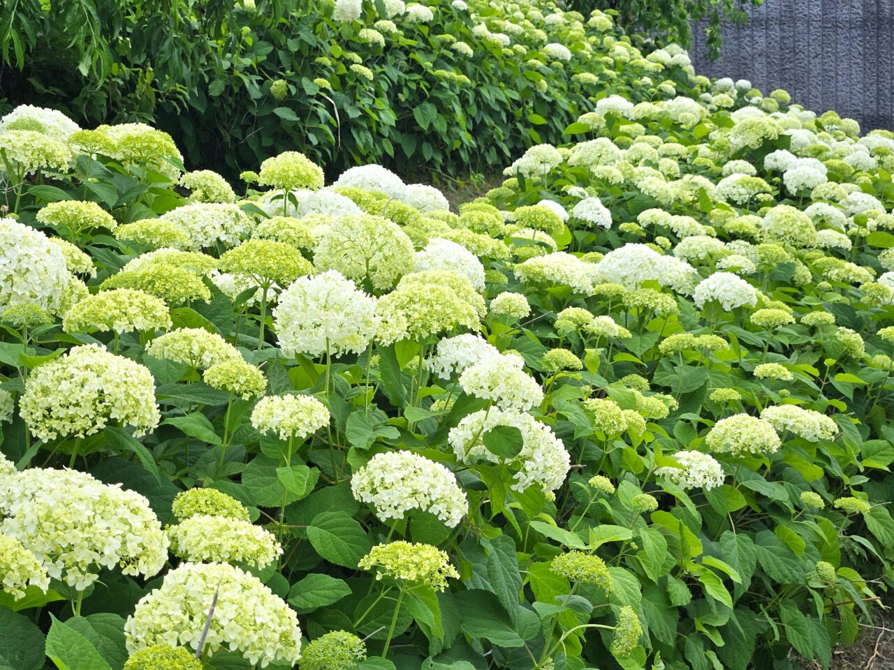シンボルプロムナード公園周辺のアジサイ開花情報