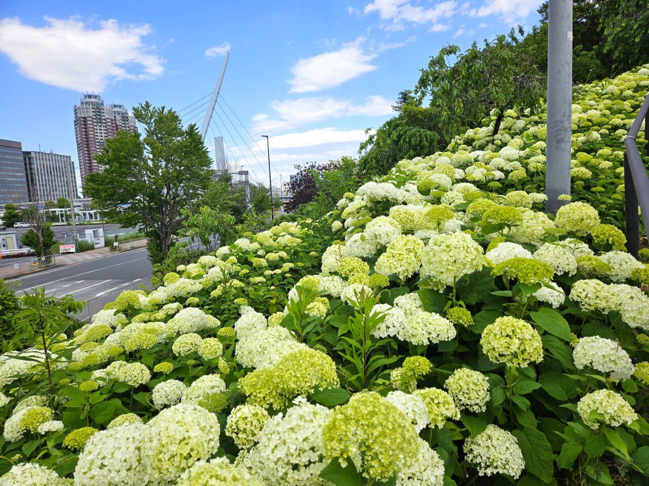 シンボルプロムナード公園周辺のアジサイ開花情報