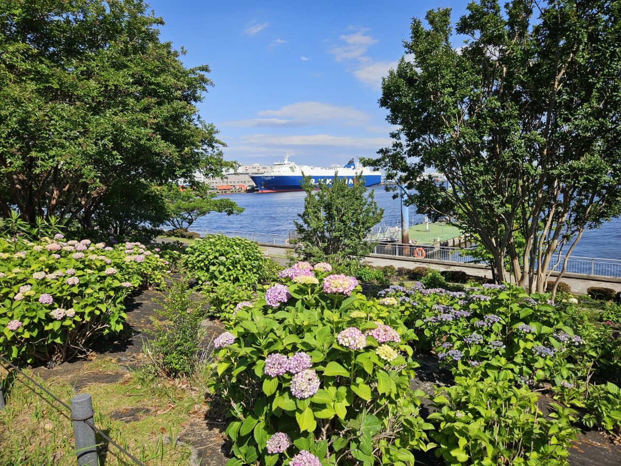 シンボルプロムナード公園周辺のアジサイ開花情報