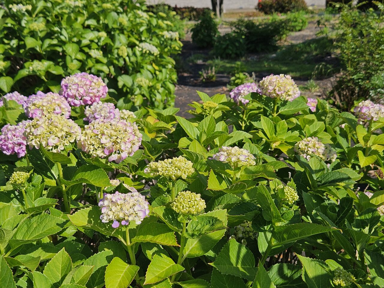 シンボルプロムナード公園周辺のアジサイ開花情報
