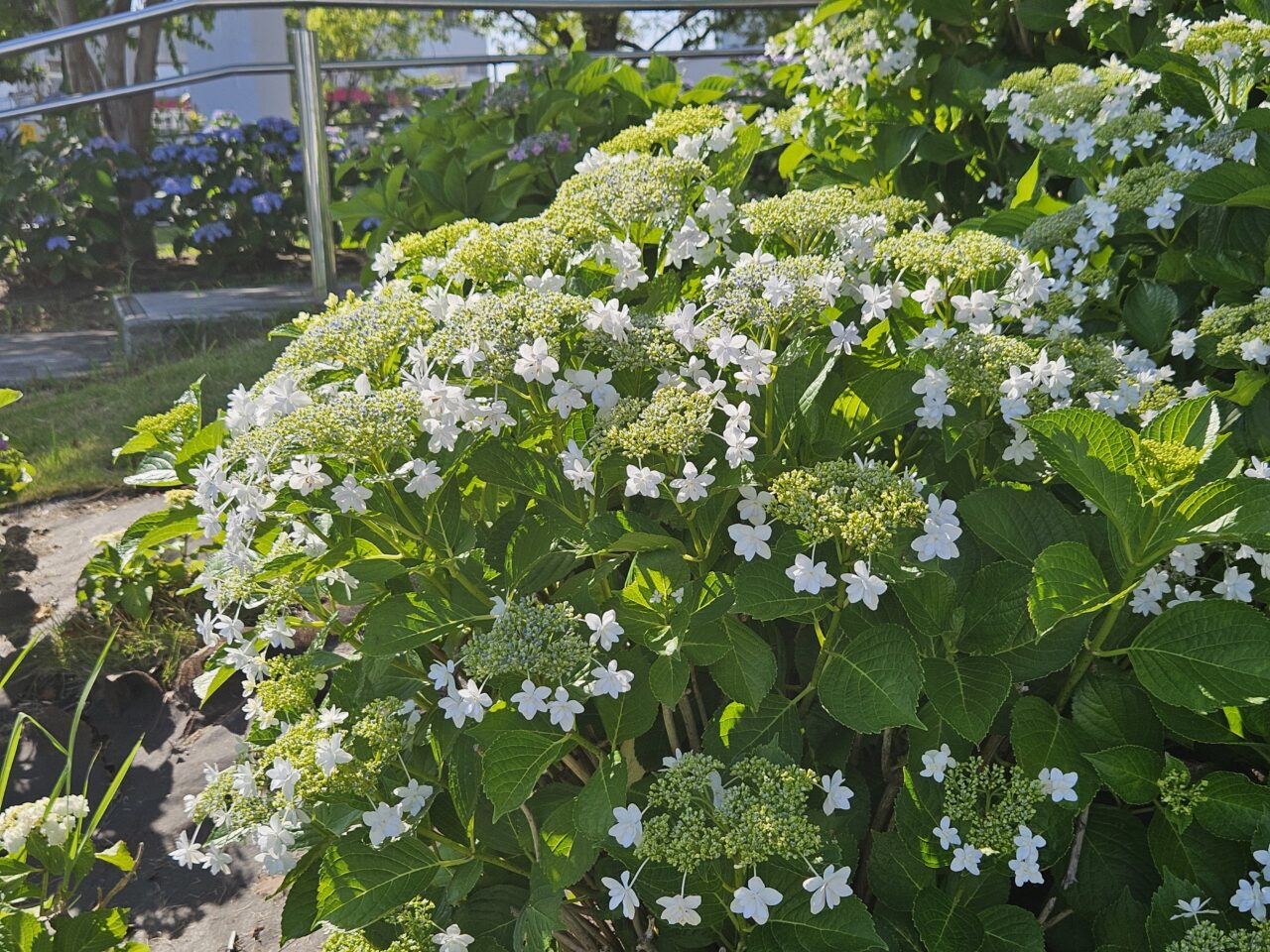 シンボルプロムナード公園周辺のアジサイ開花情報
