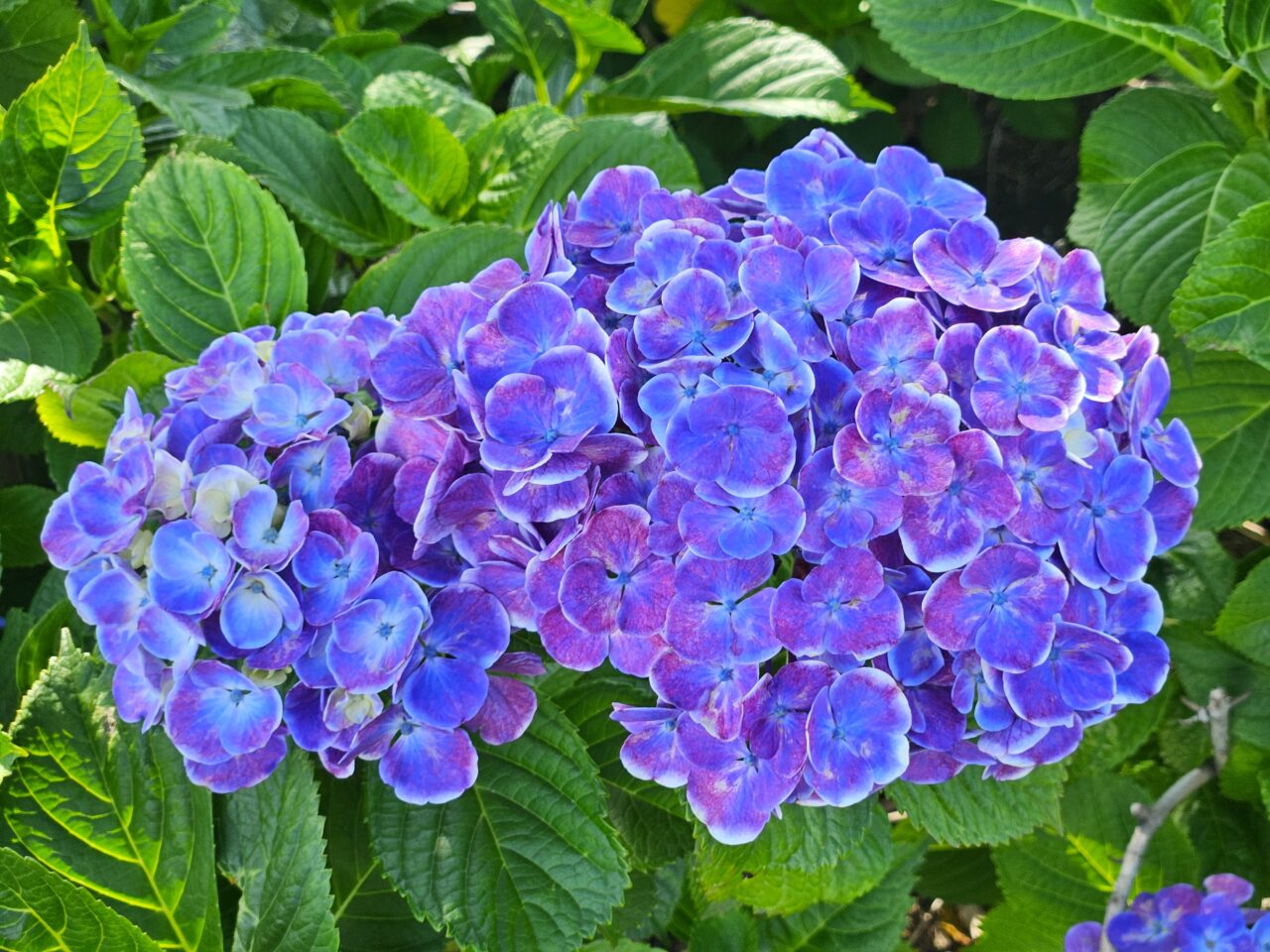 シンボルプロムナード公園周辺のアジサイ開花情報