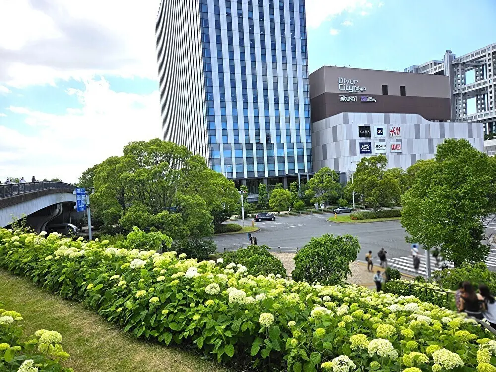 シンボルプロムナード公園周辺のアジサイ開花情報