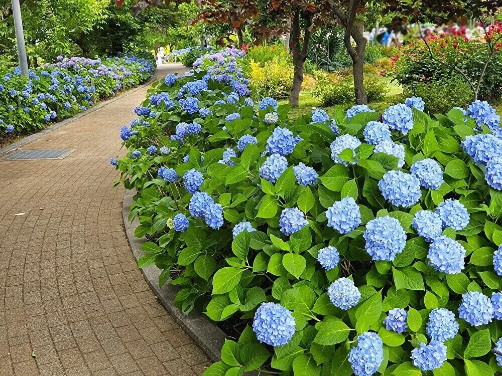 シンボルプロムナード公園周辺のアジサイ開花情報