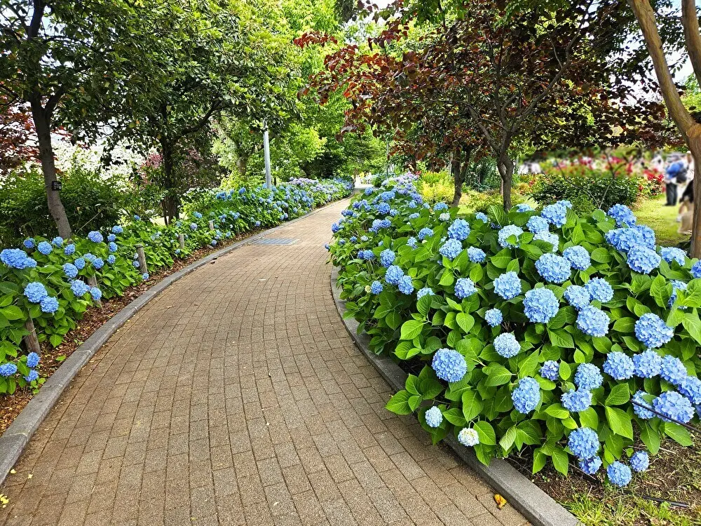シンボルプロムナード公園周辺のアジサイ開花情報