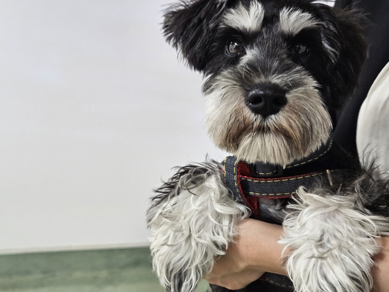THE DOG PARK TOYOSUがオープン