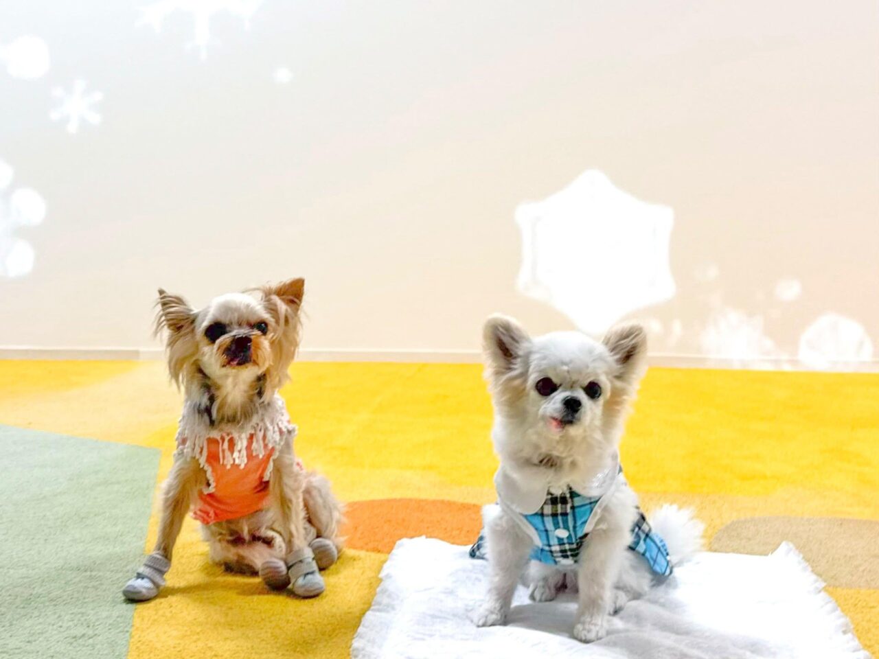 THE DOG PARK TOYOSUがオープン