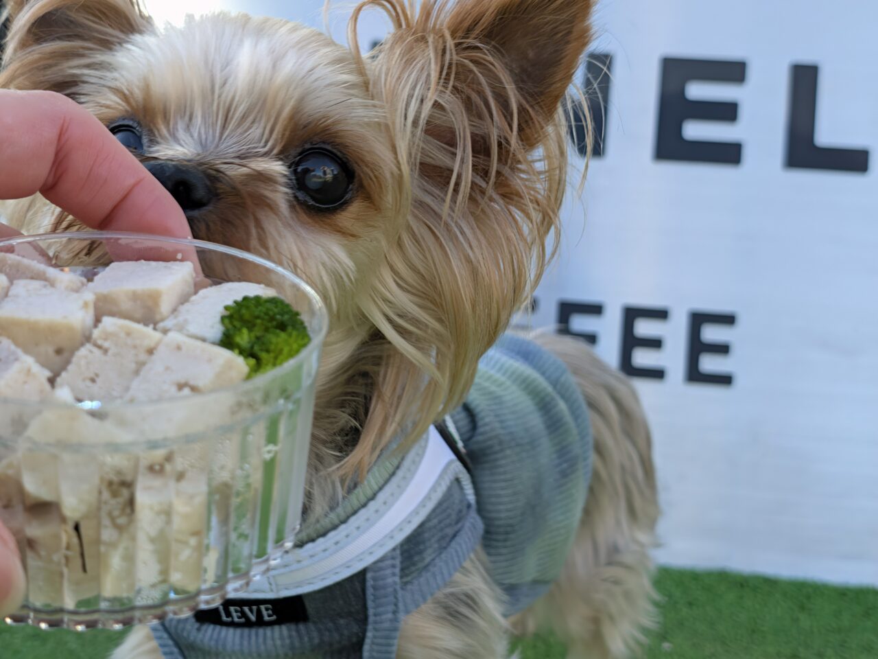 「Vannelli Coffee」が、THE DOG PARK TOYOSUにオープン